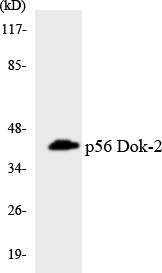Anti-p56 Dok-2 Antibody