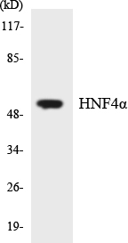 Anti-HNF4alpha Antibody