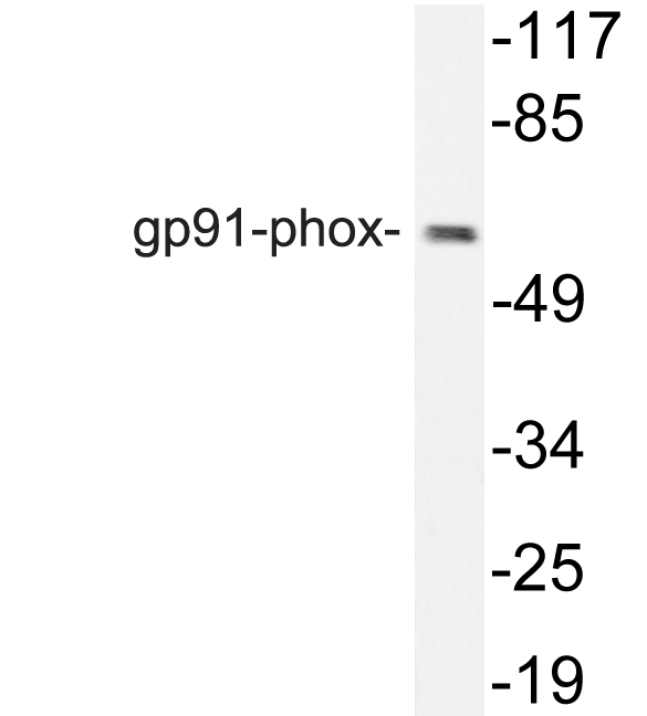 Anti-gp91-phox Antibody