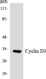 Anti-Cyclin D1 Antibody