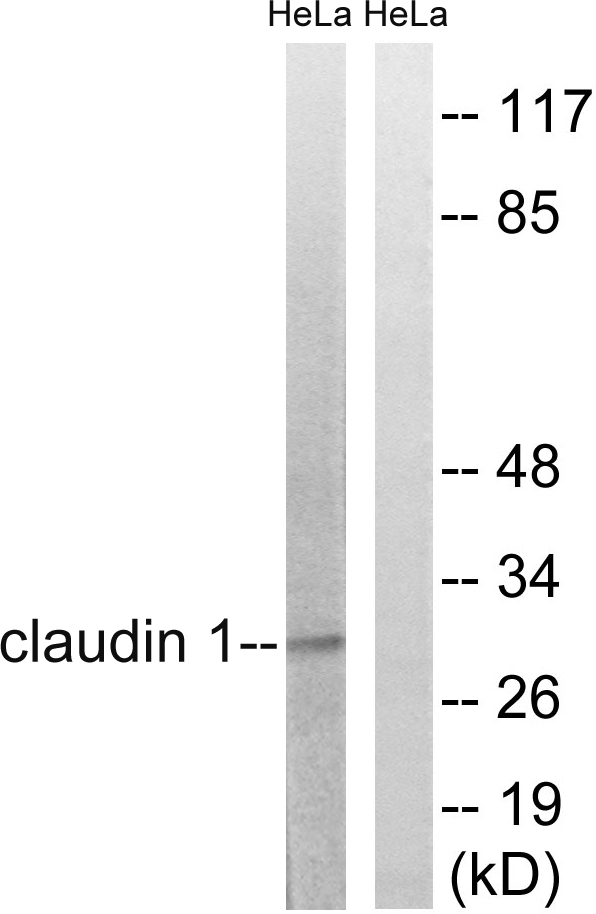 Anti-Claudin 1 Antibody