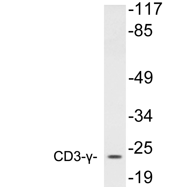 Anti-CD3-gamma Antibody