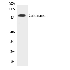 Anti-Caldesmon Antibody