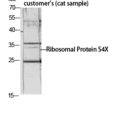 Anti-RPS4X Antibody - Identical to Abcam (ab211427) Anti-RPS4X Antibody - Identical to Abcam (ab211427)
