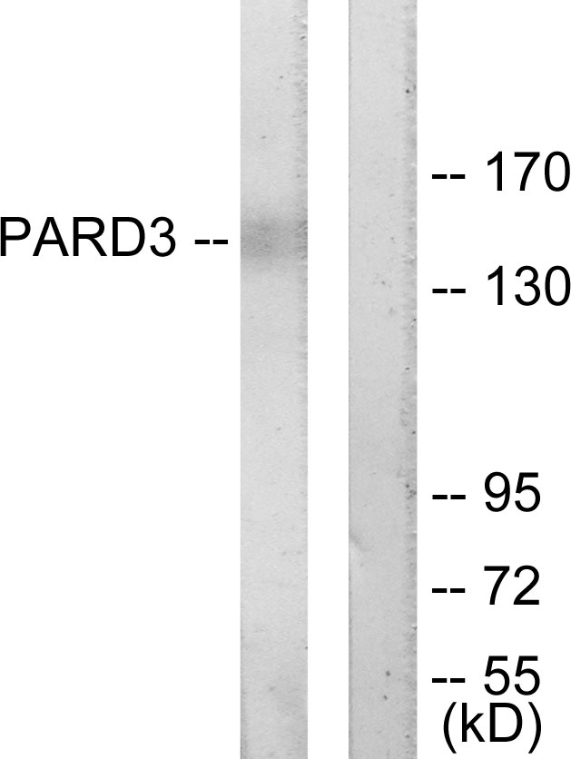Anti-PARD3 Antibody