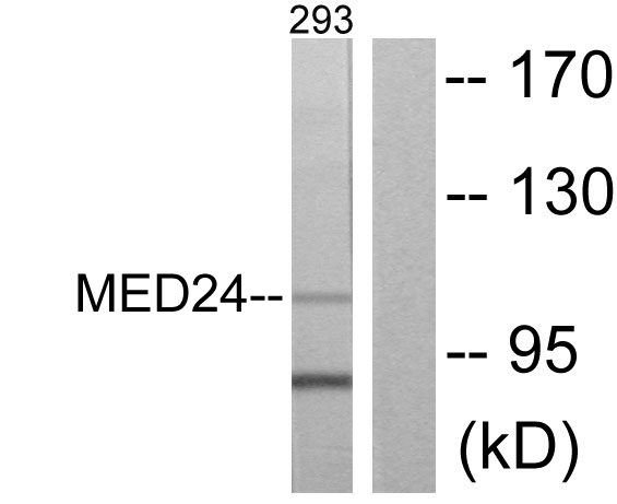 Anti-MED24 Antibody
