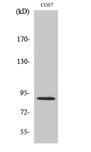 Anti-MARK2 Antibody - Identical to Abcam (ab136872) Anti-MARK2 Antibody - Identical to Abcam (ab136872)