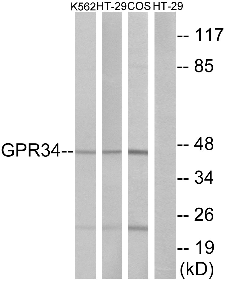 Anti-GPR34 Antibody - Identical to Abcam (ab134811)