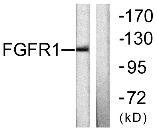 Anti-FGFR1 Antibody