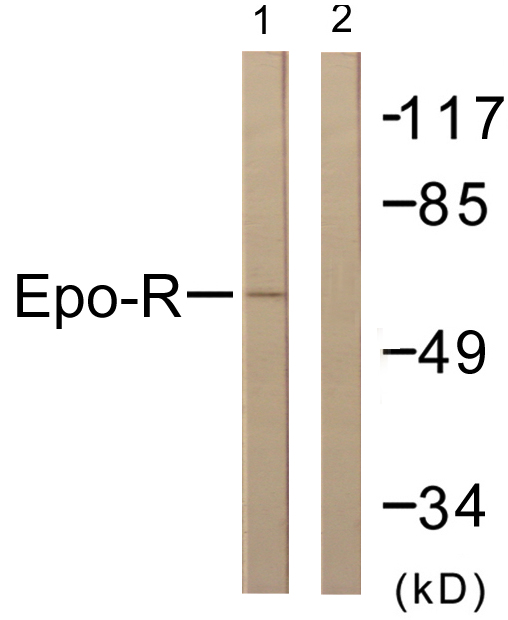 Anti-Epo-R Antibody