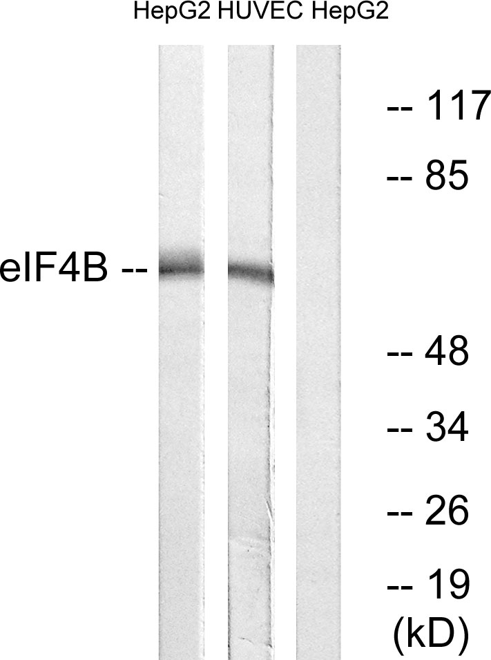 Anti-eIF4B Antibody Anti-eIF4B Antibody