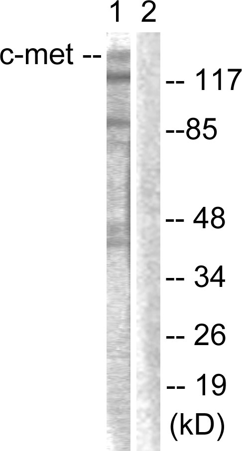 Anti-c-Met Antibody