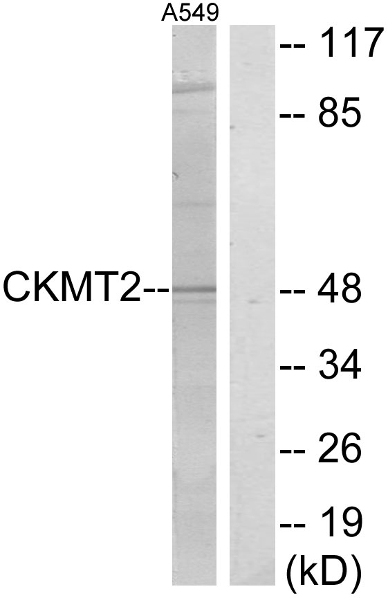 Anti-CKMT2 Antibody - Identical to Abcam (ab189314)