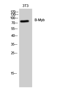 Anti-B-Myb Antibody Anti-B-Myb Antibody