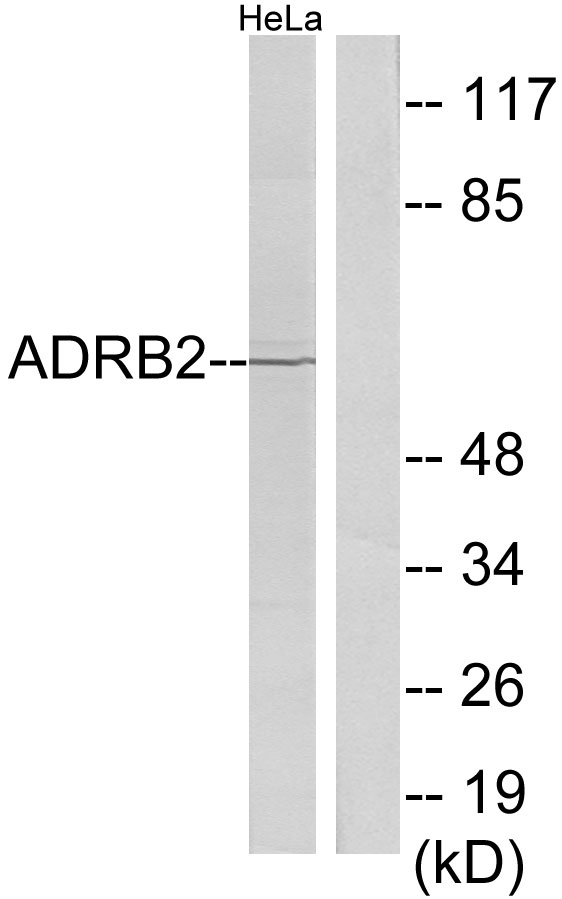 Anti-ADRB2 Antibody