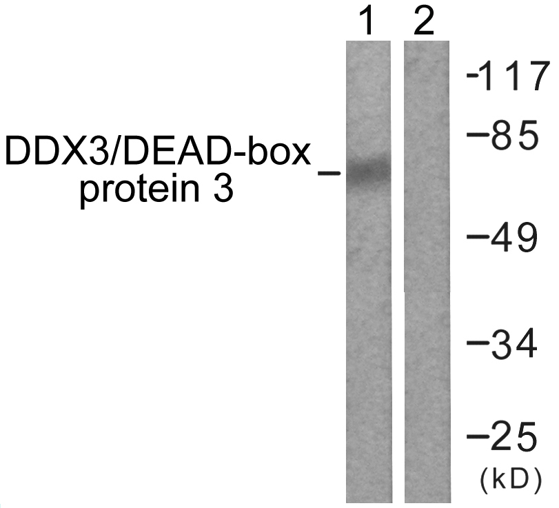 Anti-DDX3 Antibody - Identical to Abcam (ab61153)