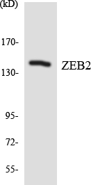 Anti-ZEB2 Antibody