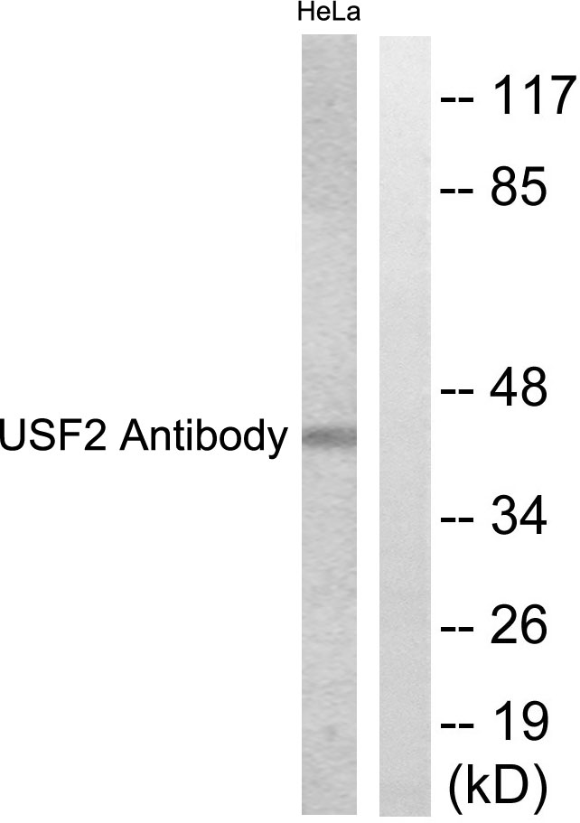Anti-USF2 Antibody