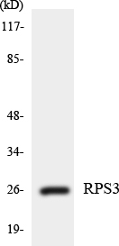 Anti-RPS3 Antibody