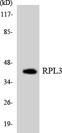 Anti-RPL3 Antibody