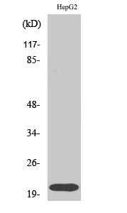 Anti-RhoA Antibody Anti-RhoA Antibody
