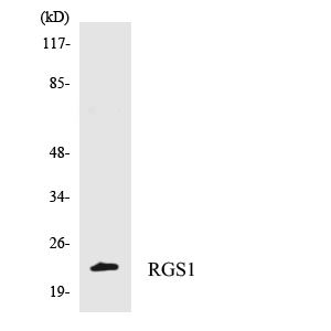 Anti-RGS1 Antibody