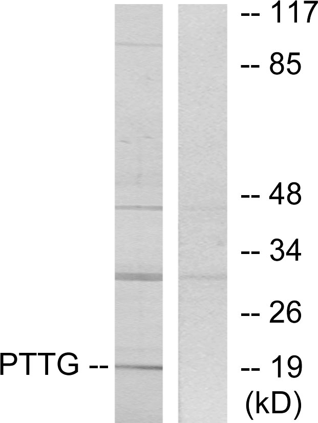Anti-PTTG Antibody - Identical to Abcam (ab128040)