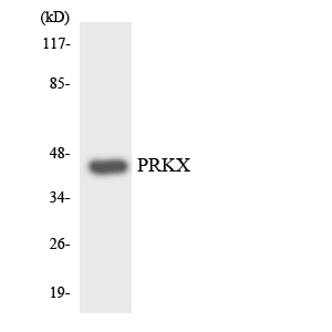 Anti-PRKX Antibody