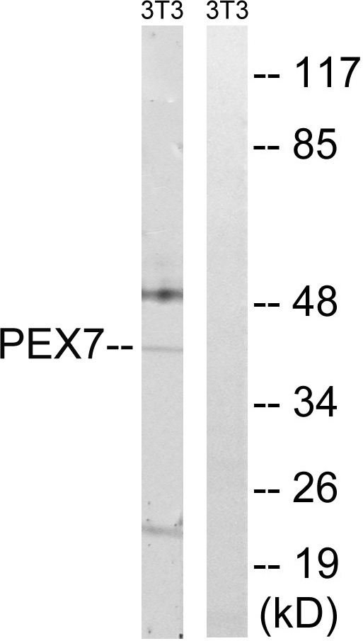 Anti-PEX7 Antibody