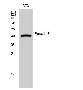 Anti-PEX7 Antibody Anti-PEX7 Antibody
