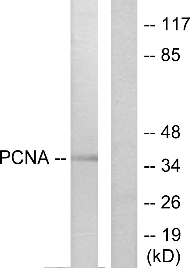 Anti-PCNA Antibody