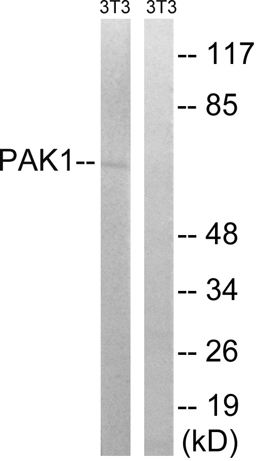 Anti-PAK1 Antibody