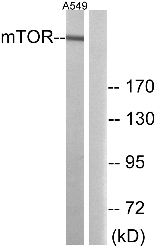 Anti-mTOR Antibody