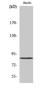 Anti-Mfn2 Antibody Anti-Mfn2 Antibody