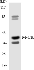 Anti-M-CK Antibody