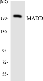 Anti-MADD Antibody