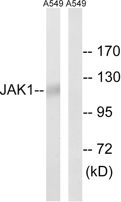 Anti-JAK1 Antibody - Identical to Abcam (ab47435)