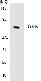 Anti-GRK1 Antibody
