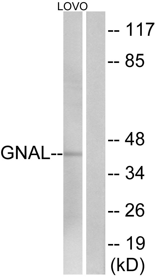 Anti-GNAL Antibody - Identical to Abcam (ab74049)