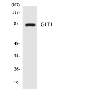 Anti-GIT1 Antibody