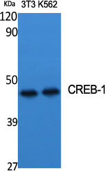 Anti-CREB Antibody Anti-CREB Antibody