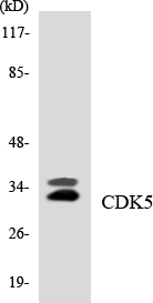 Anti-CDK5 Antibody