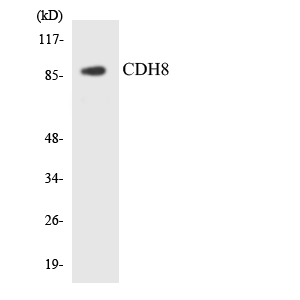 Anti-CDH8 Antibody