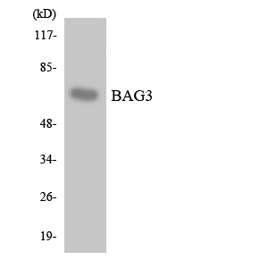 Anti-BAG3 Antibody