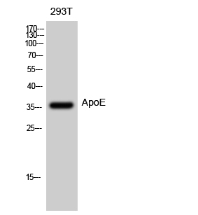 Anti-ApoE Antibody Anti-ApoE Antibody