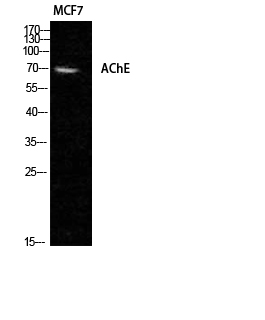 Anti-AChE Antibody Anti-AChE Antibody