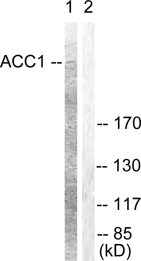 Anti-ACC1 Antibody