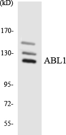 Anti-ABL1 Antibody