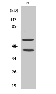 Anti-JNK1 + JNK2 + JNK3 (phospho Thr183+Tyr185) Antibody Anti-JNK1 + JNK2 + JNK3 (phospho Thr183+Tyr185) Antibody