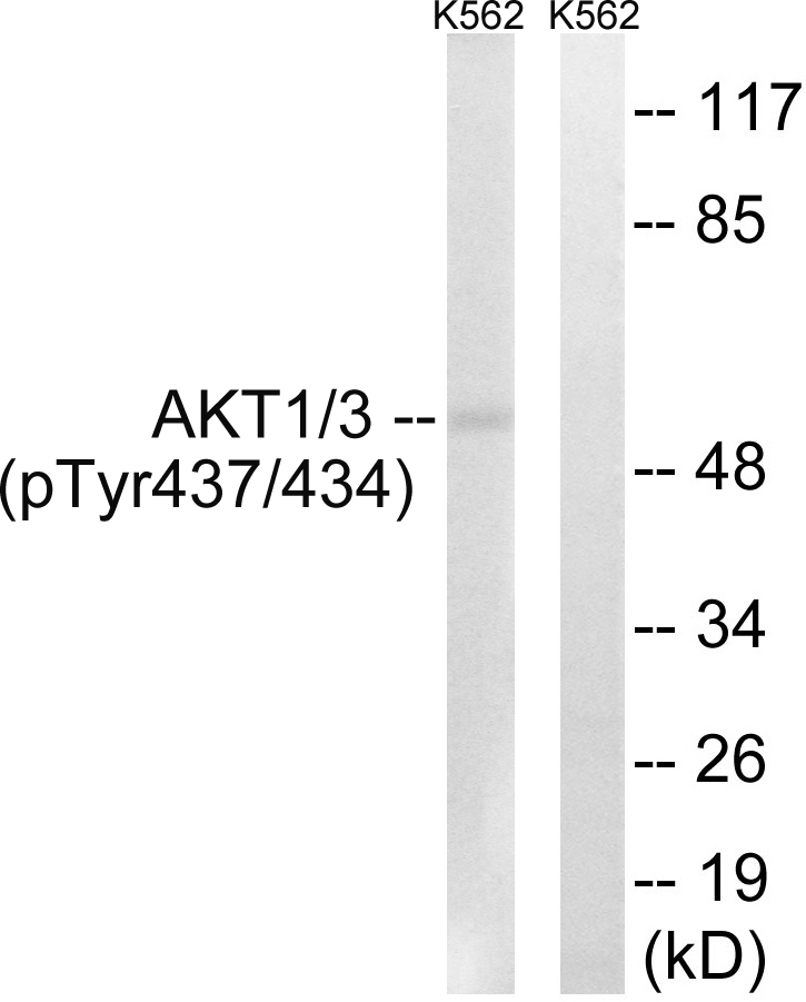 Anti-AKT1 + AKT3 (phospho Tyr437 + Tyr434) Antibody
